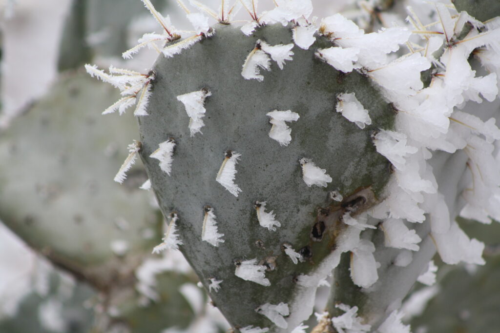 PLANTFLORA_Glasscock_Gass_Bronc